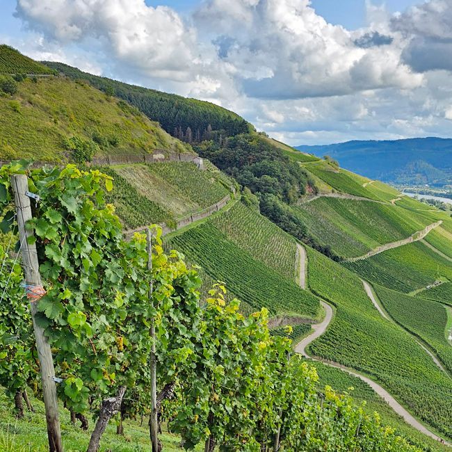 Mosel-Weingut mit ca. 6 Hektar Rebfläche zu verkaufen