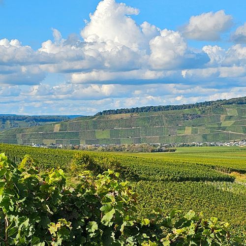 Weingut kaufen Mosel - Weinberge