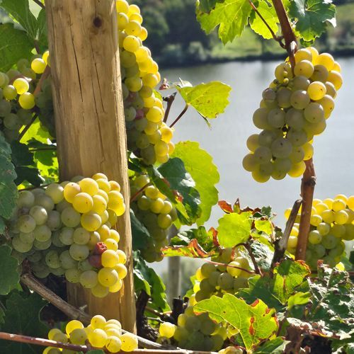 Weingut kaufen Mosel - Grand Cru Lagen
