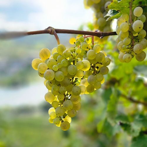 Weingut kaufen Mosel - alte Reben