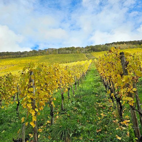 Mosel Weingut kaufen - Rebflächen