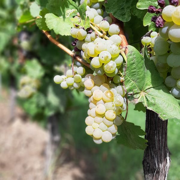 Weingut kaufen Pfalz - Riesling-Reben mit Trauben