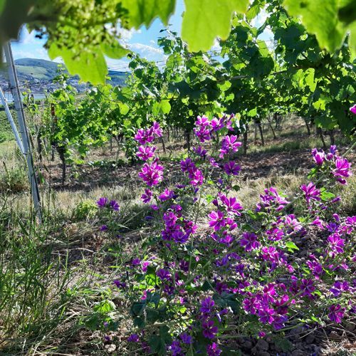 Weingut kaufen Rheingau - grosse Gewächse