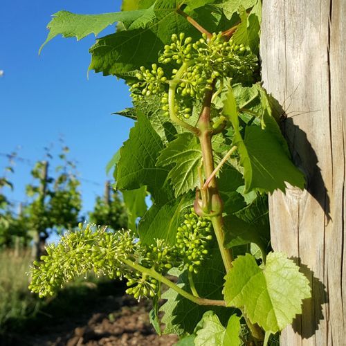 Weingut kaufen Rheingau - Rebblüte