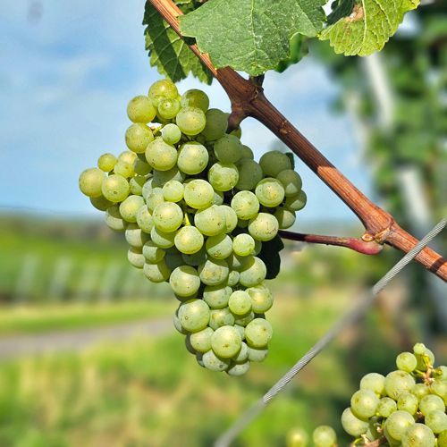Weingut kaufen Rheingau - reife Weißwein Trauben