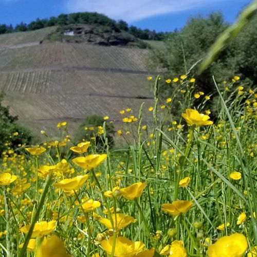 Weingut Beteiligung Mosel - Weinberge Steillagen