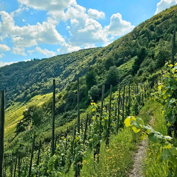 Weingut zu verkaufen Mosel - kostbare Terroirs
