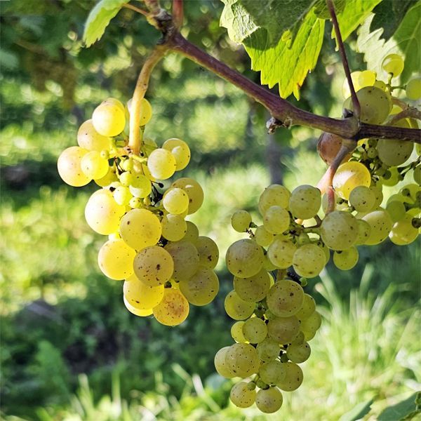 Weingut zu verkaufen Mosel - vorwiegend Riesling