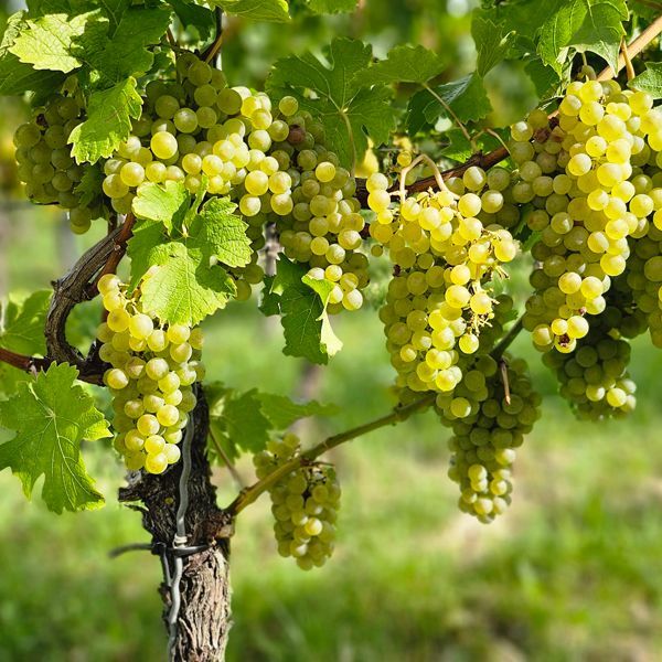 Weingut kaufen in Südbaden - 10 Hektar Rebflächen mit einzigartigen Terroirs