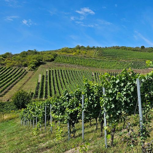 Weinberge im Rheingau in exponierter Lage – Weingut mit 8 Hektar Rebfläche kaufen
