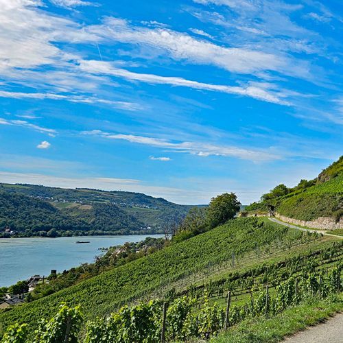 Sonnenverwöhnte Steillagen im Rheingau mit Rheinblick – Weingut mit Rieslinglagen zum Verkauf