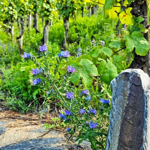 Weingut Württemberg Beteiligung - Bio-Weine