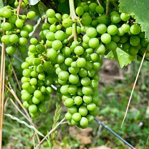 Weingut Württemberg Beteiligung - Oenologie