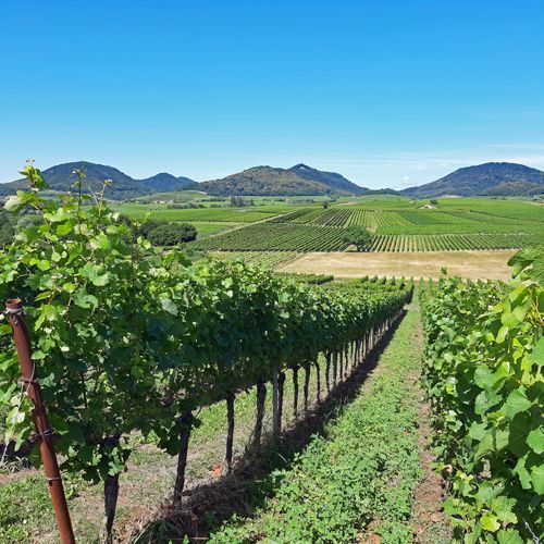 Weingut kaufen in Deutschland mit weitem Panoramablick