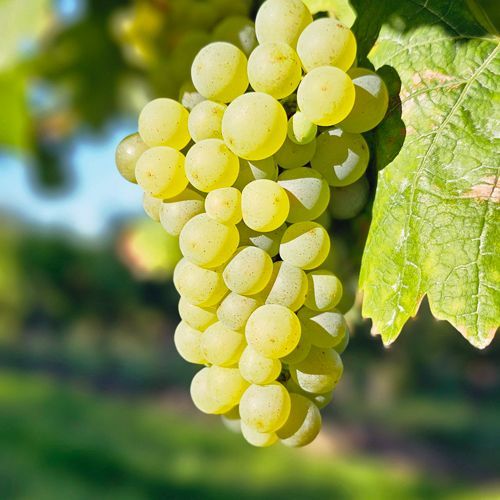 Weingut kaufen in Rheinhessen mit ehrlicher Substanz und Schwerpunkt auf Weißwein
