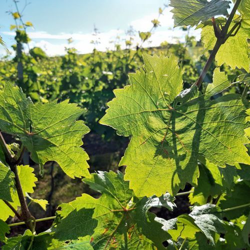 Weingut kaufen in Rheinhessen mit starkem Terroir und Entwicklungspotenzial