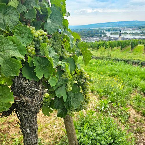 Weingut kaufen in Deutschland in einzigartiger Alleinlage