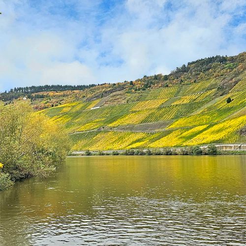 Mosel Weingut kaufen - Steillagen