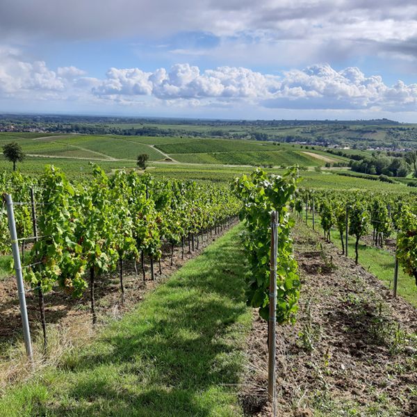 Weingut kaufen Pfalz - Südpfalz Weinberge in der Südpfalz mit Infinity-Blick