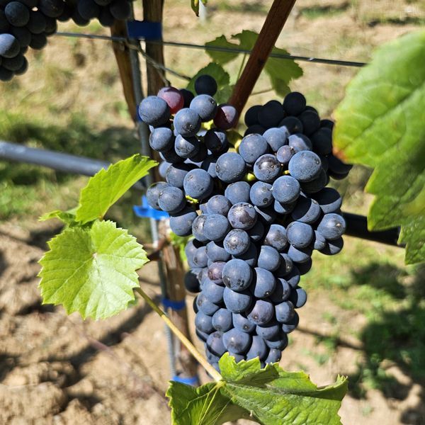 Exklusives Weingut in der Südpfalz mit Weinbergen kaufen - Burgunderreben