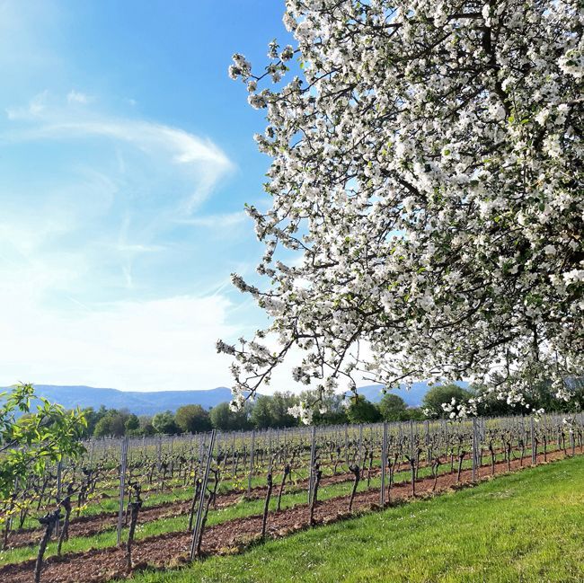 Pfalz: Weingut mit ca. 5 ha Rebfläche zu verkaufen