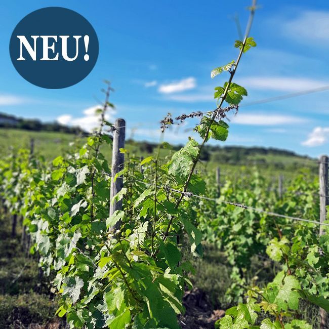 Bio-Weingut kaufen Rheingau - mit Kellerei, Vinothek, Fuhrpark und Grand Cru Lagen