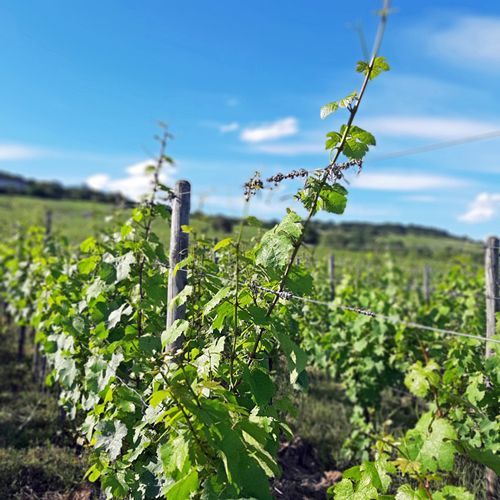 Weingut kaufen Rheingau - Reben