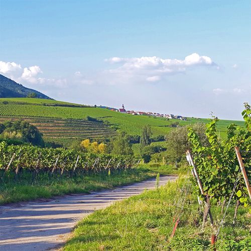 Weingut zu verkaufen Region Pfalz Haardt