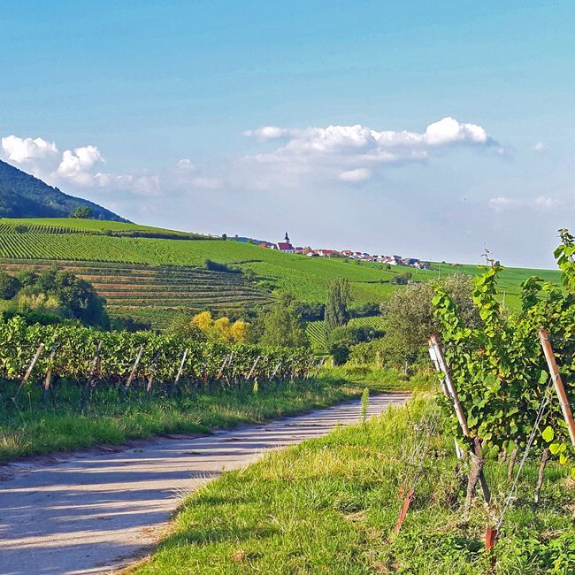 Pfalz: Weingut aus Erbfall zu verkaufen, zwischen Neustadt und Bad Dürkheim