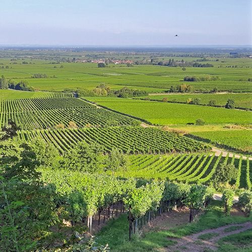 Weingut kaufen Pfalz - Haardt Weinberge