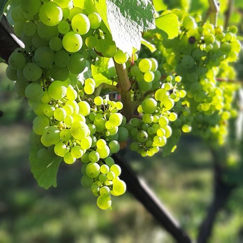 Weingut kaufen Pfalz - Riesling