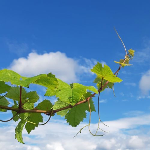 Weingut kaufen Pfalz - zwischen Bad Dürkheim und Neustadt an der Weinstraße