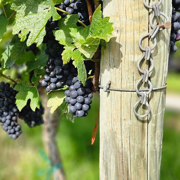 Weingut kaufen Südbaden - blaue Trauben