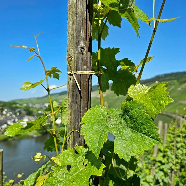 Beteiligungsmöglichkeit – Weingut – Württemberg