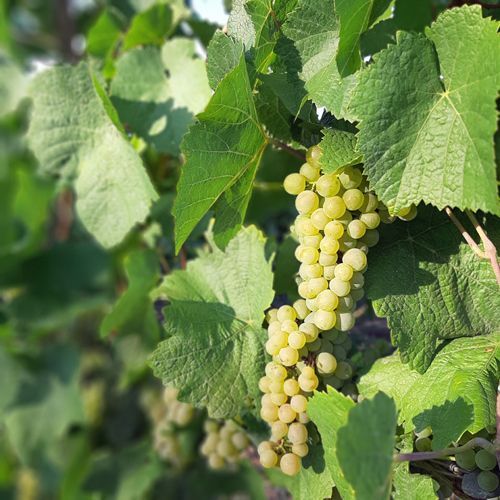 Mosel-Weingut kaufen Riesling Trauben