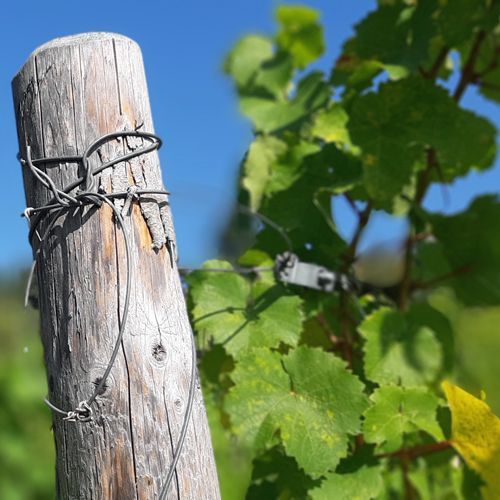 Mosel - Weingut kaufen - Rebenerziehung