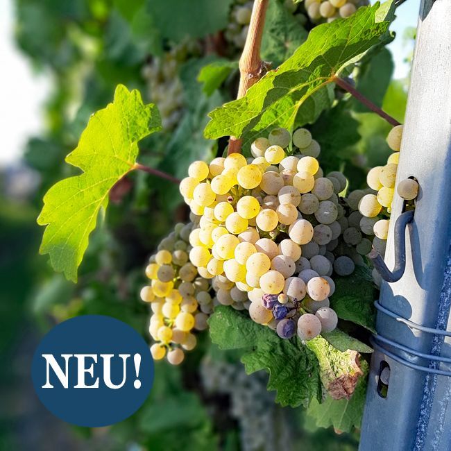 Historisches Ausnahme-Weingut in Alleinlage mit Panoramablick und teil-arrondierten Rebflächen in Deutschland zu verkaufen