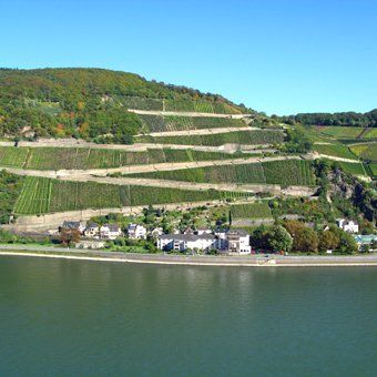 Weingut zu verkaufen - MIttelrheintal - Steillagen