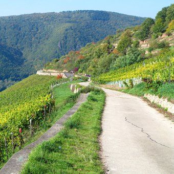 Weingut zu verkaufen - MIttelrheintal - Steillagen