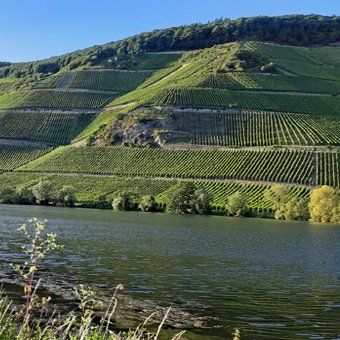 Weingut zu verkaufen - Mosel - Steillagen