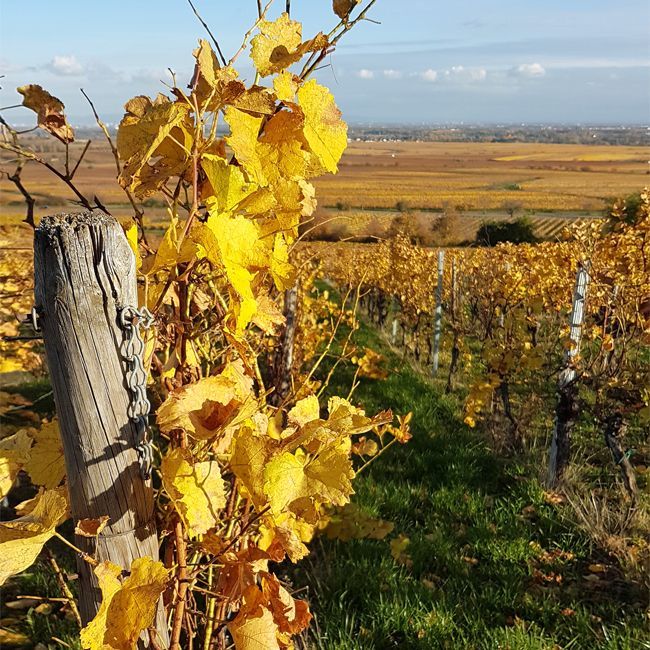 Weingut kaufen Pfalz - Weinberge im Herbst