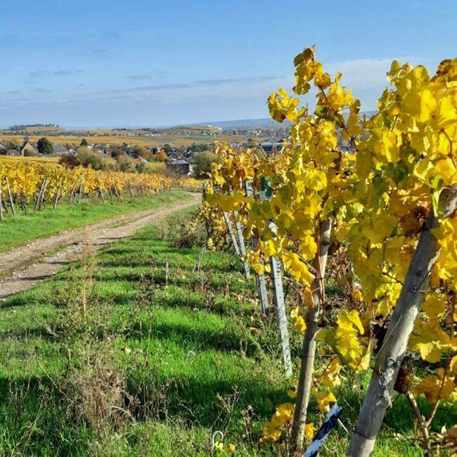 Weingut kaufen Pfalz - Weinberge im Herbst