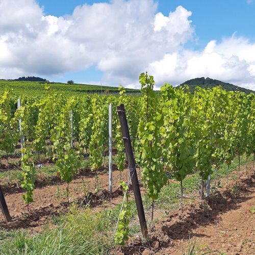 Weingut kaufen Pfalz - südliches Flair