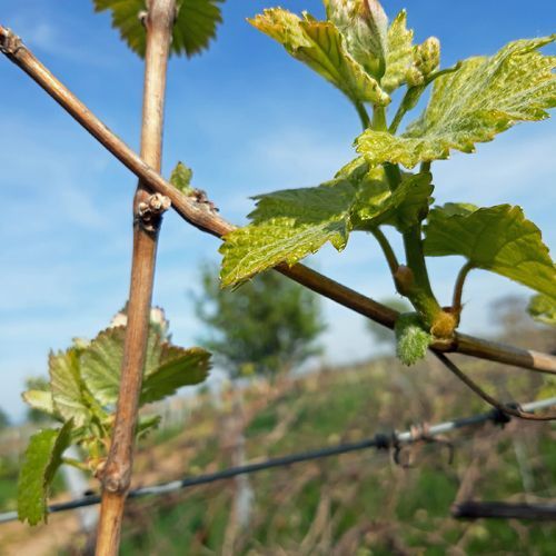 Weingut kaufen Pfalz - Reben im Frühjahr