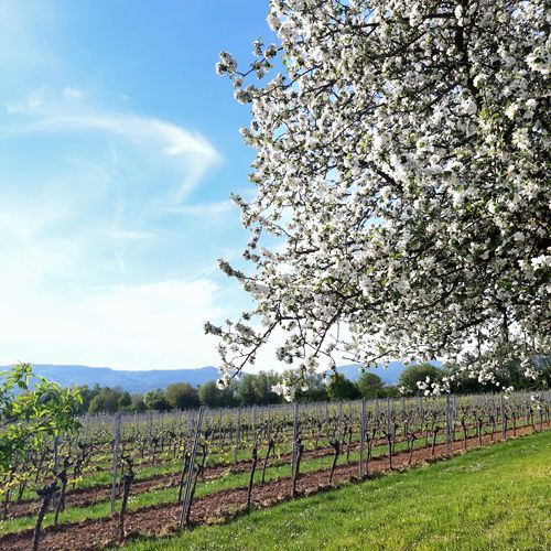 Weingut kaufen Pfalz - Mandelblüte im Weinberg