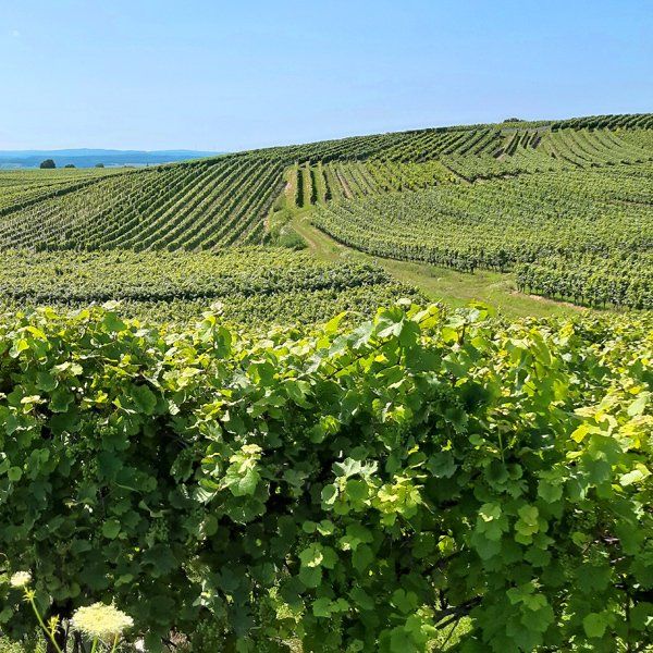 Weingut zu verkaufen Rheingau