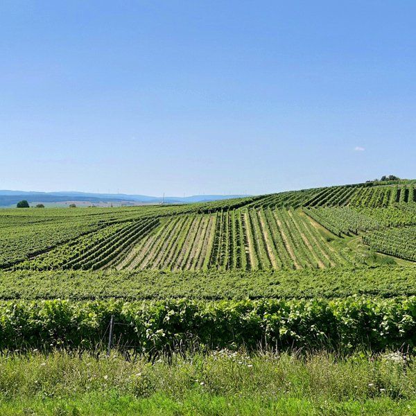 Weingut zu verkaufen Rheinhessen