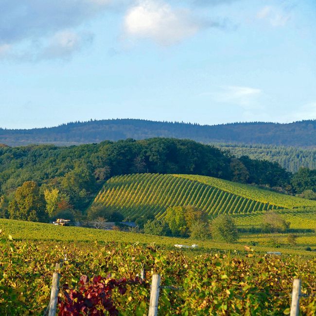 Ein Weingut mit 19 ha im Rheingau sucht Nachfolger