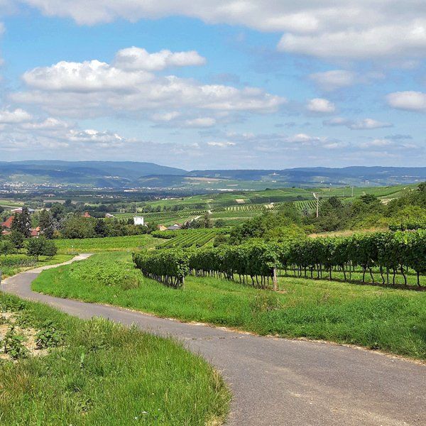 Weingut zu verkaufen Rheinhessen