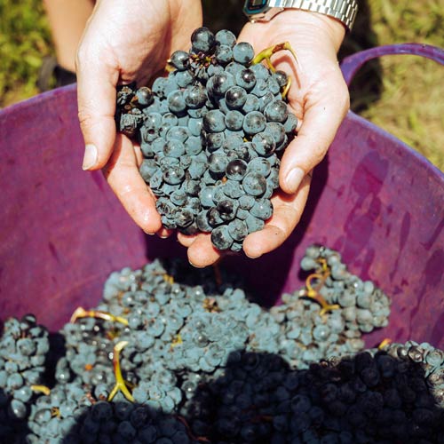 Weingut kaufen Südfrankreich - Trauben-Lese